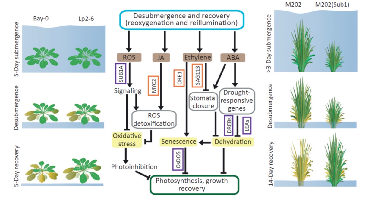 Review. After the deluge: Plant revival post-flooding Plantae