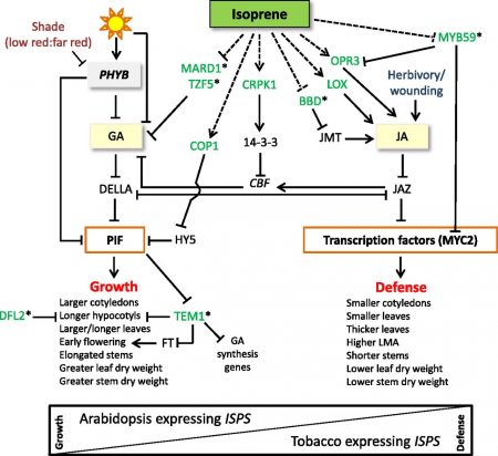 Effects of Isoprene on Plant Growth | Plantae