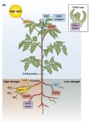 Review: Connecting the pieces: uncovering the molecular basis for long ...