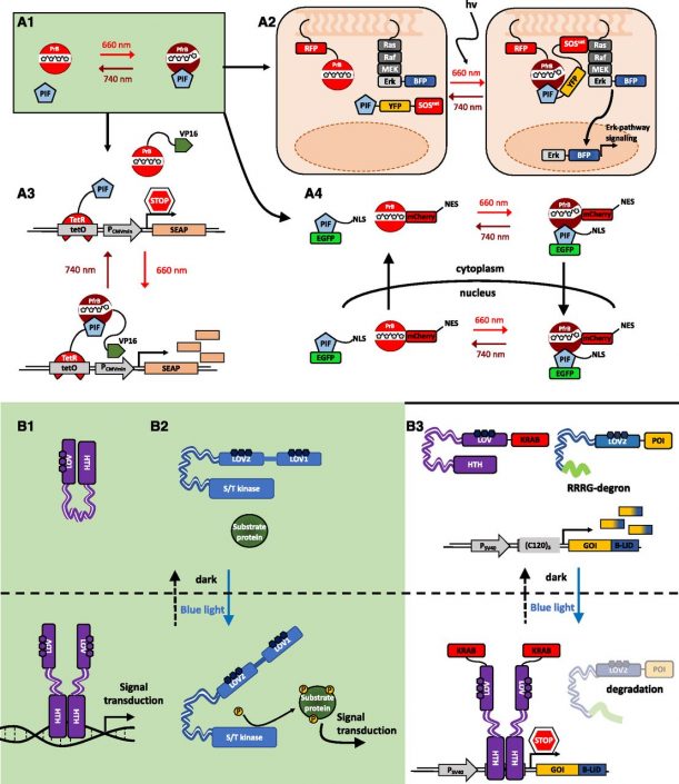 Review: Synthetic switches and regulatory circuits in plants (Plant ...