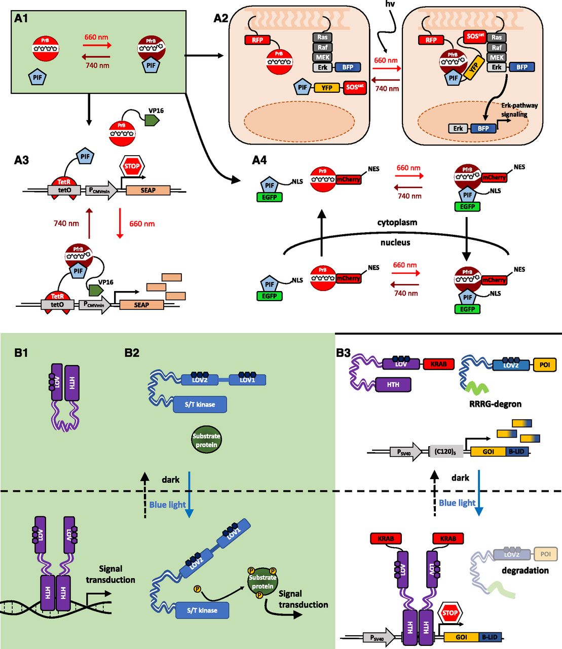 Review Synthetic switches and regulatory circuits in plants (Plant