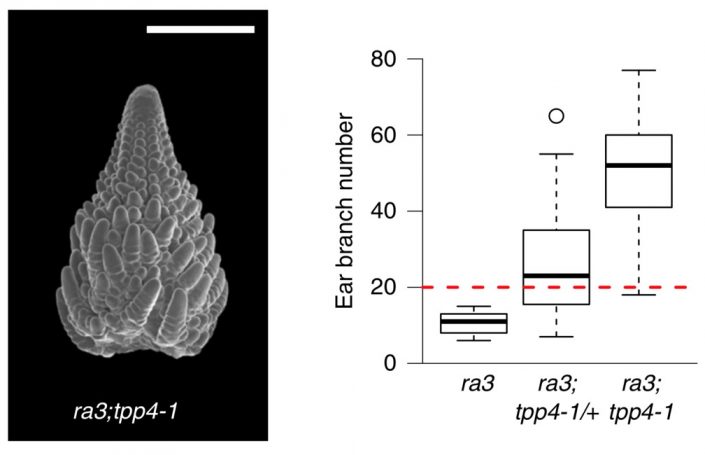 Moonlighting activities and control of meristem maintenance in maize ...