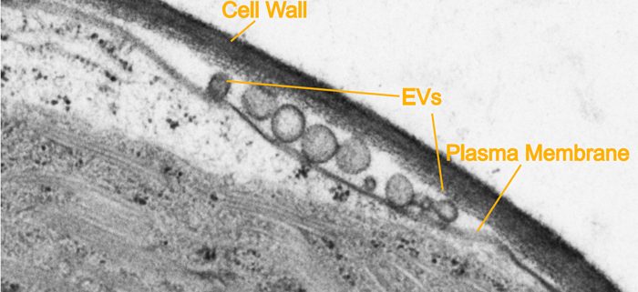 Plants may fight mold with molecules and bubbles