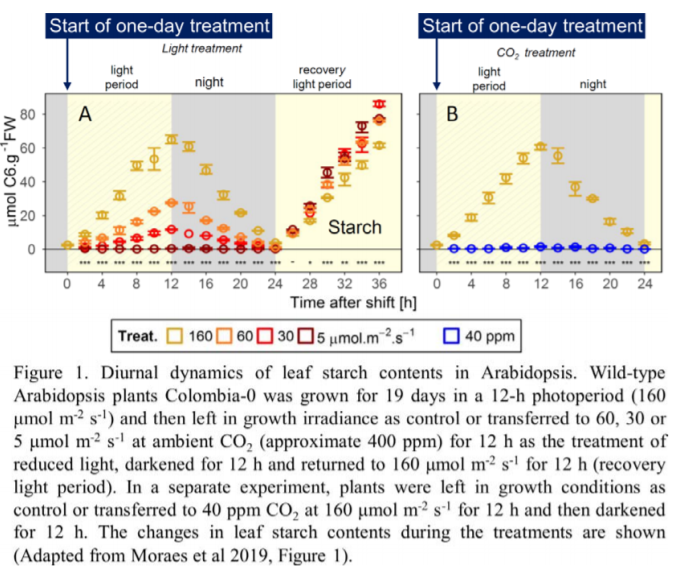 Roles of the clock in controlling starch metabolism Plantae