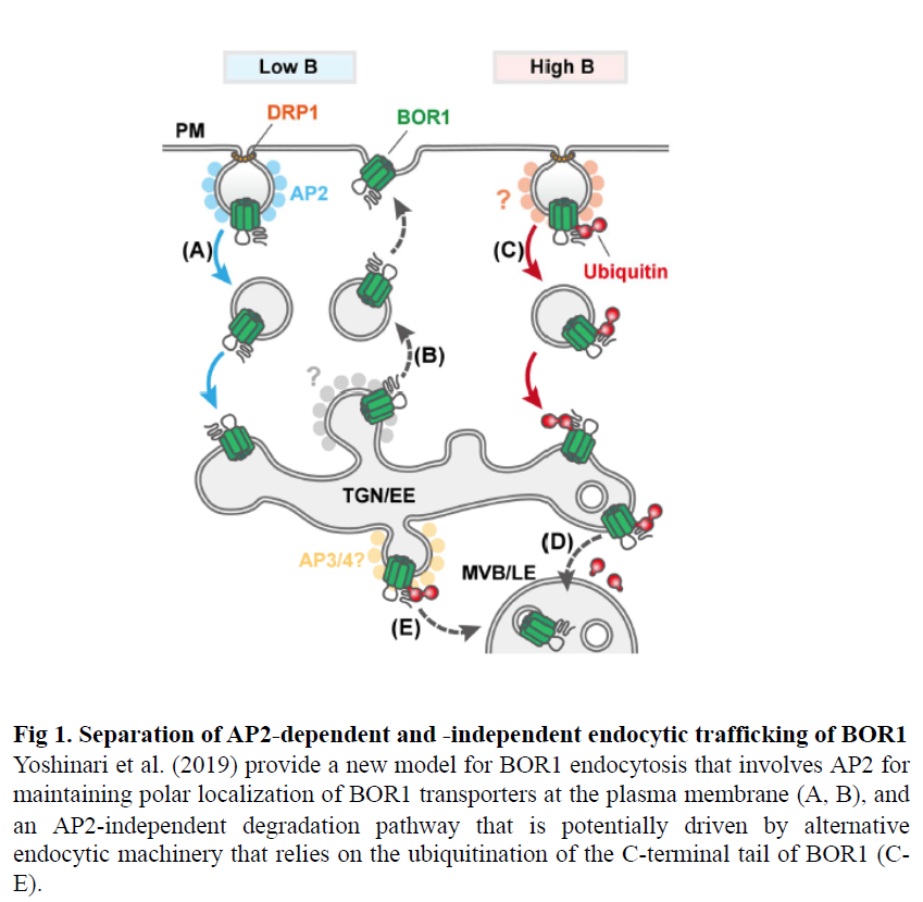 Two Pathways For Trafficking The Borate Receptor Bor1 Plantae