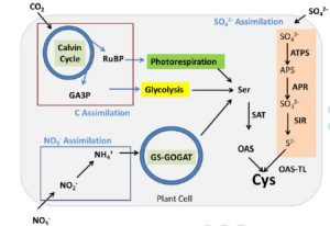 Plantae Review Integration Of Sulfate Assimilation With C And N Metabolism In Transition From C3 To C4 Photosynthesis J Exp Bot Plantae