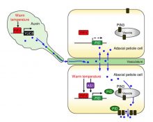 Thermal response in plants: leaf hyponasty (Plant Phys) | Plantae