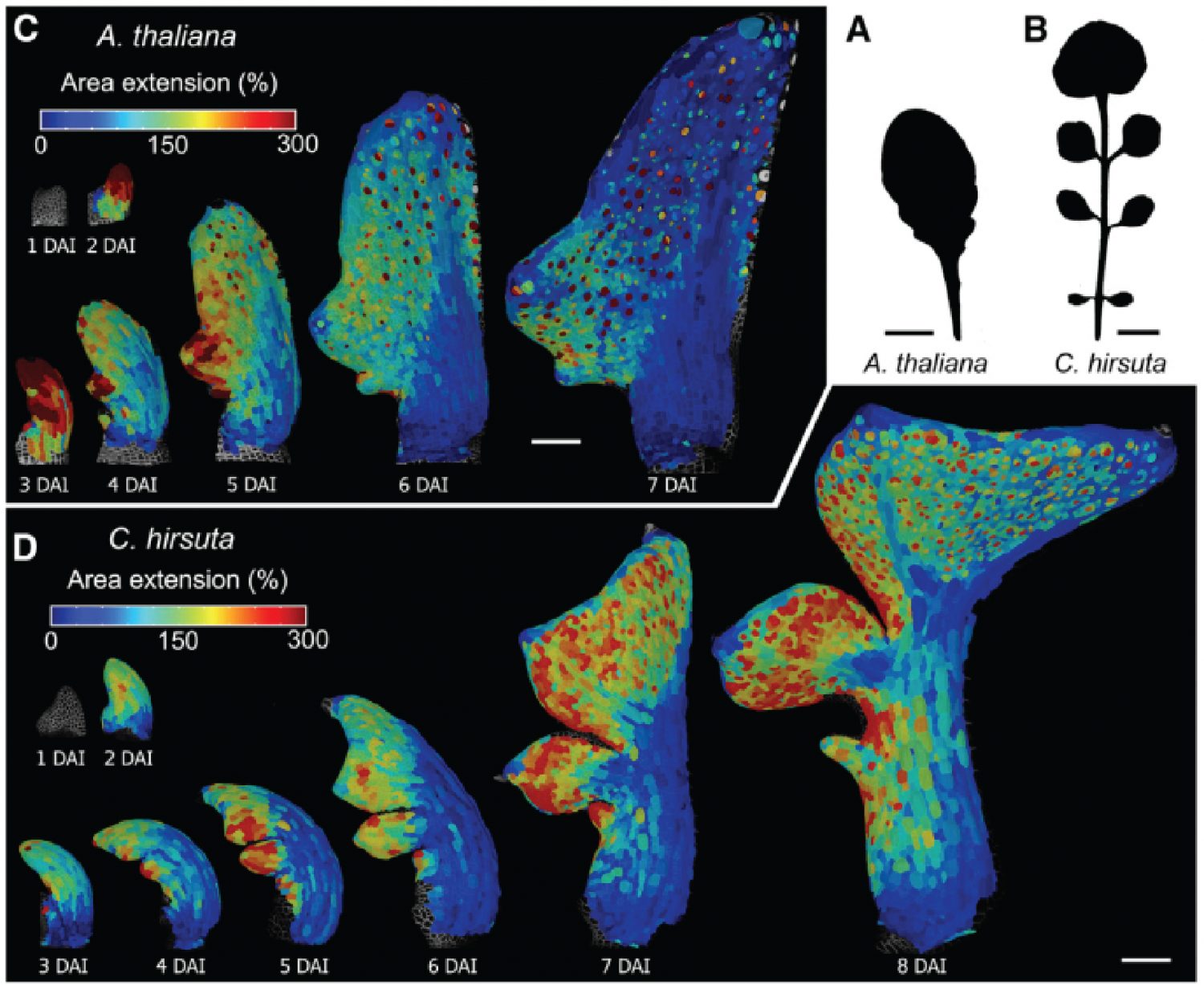 A Growth-based Framework For Leaf Shape Development And Diversity (Cell ...