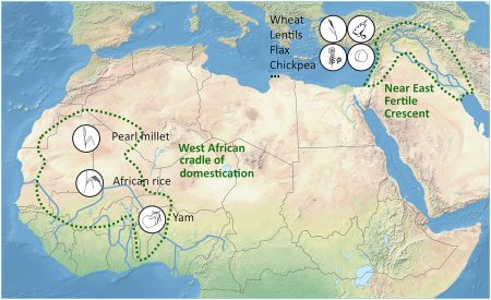 Yam genomics supports West Africa as a major cradle of crop ...