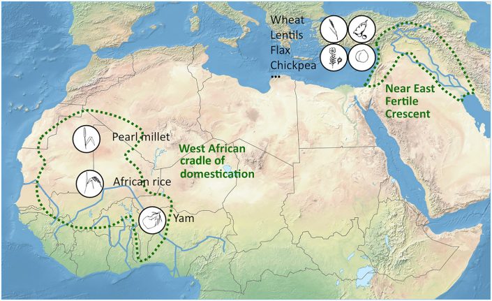 Yam genomics supports West Africa as a major cradle of crop ...