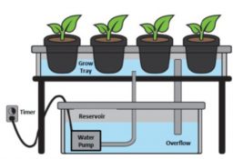 Plant Science Research Weekly: May 31st | Plantae