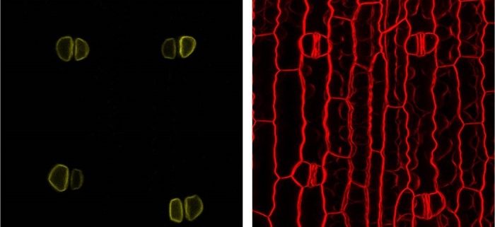 Plantae | A Glucose Transporter Promotes Stomatal Conductance and