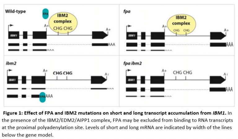 Epigenetic regulation of mRNA polyadenylation site selection | Plantae