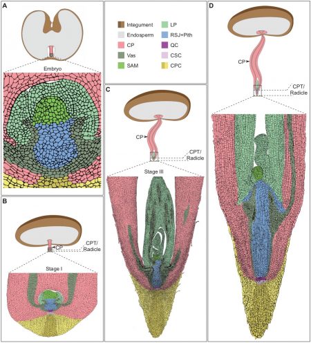 Embryo Protection After Germination In Date Palm (plant Cell) 