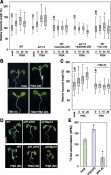 Plantae | Pinstatic Acid: a Novel Modulator of PIN Trafficking | Plantae