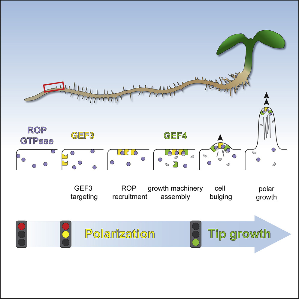 plantae-distinct-ropgefs-successively-drive-polarization-and