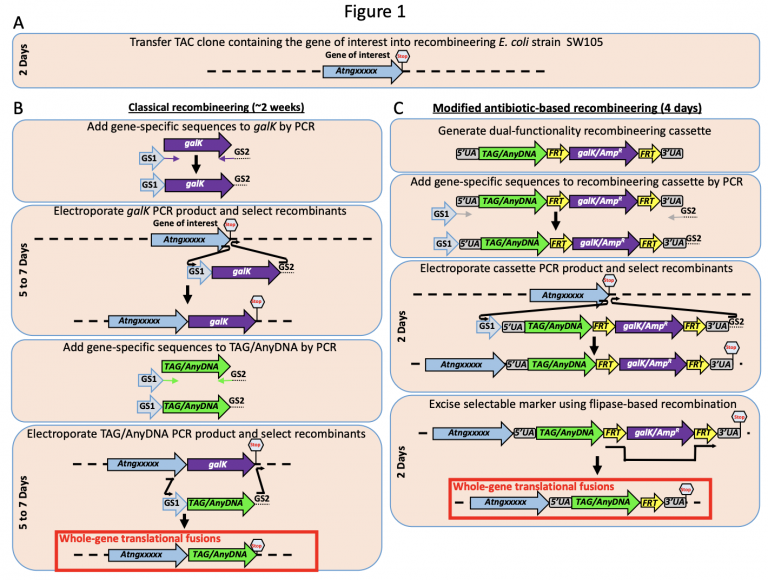 Plantae | An Improved Plant Toolset For High-throughput Recombineering ...