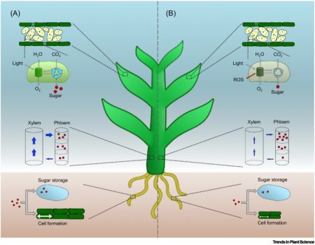 Plantae | Review: Source–sink regulation in crops under water deficit ...
