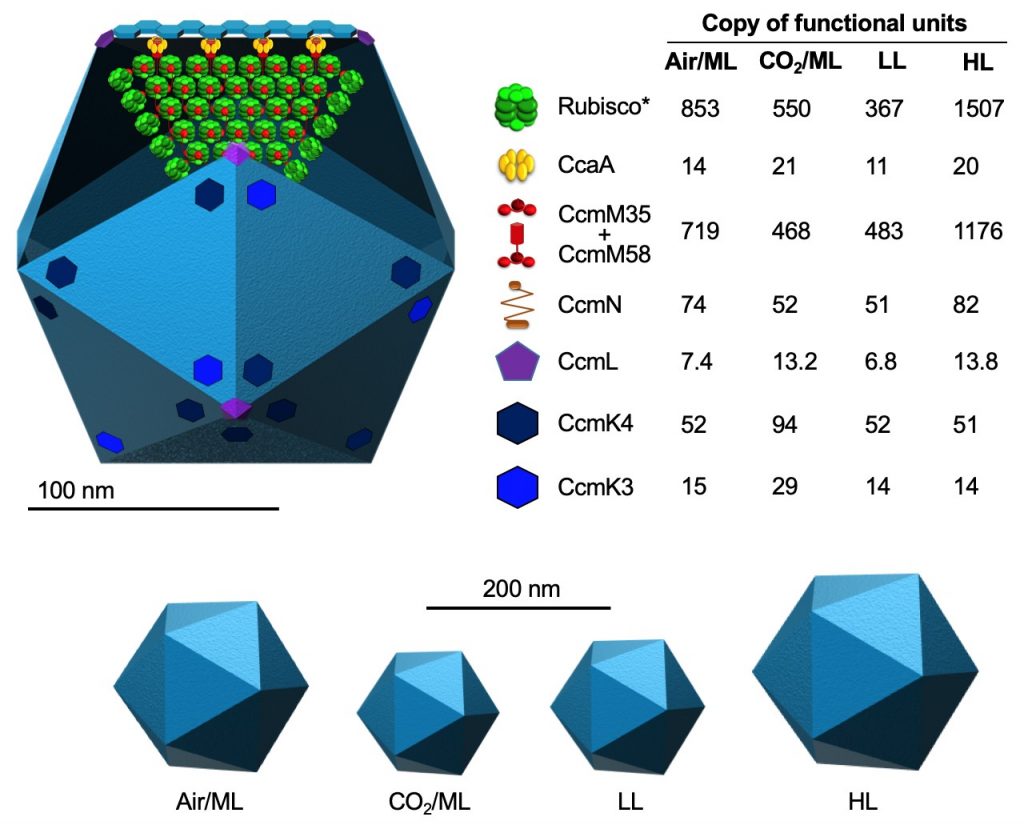 Selfassembling organelles for CO2 fixation stoichiometry and