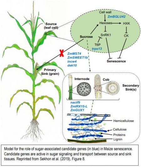 Senescence: the genetics behind stay-green corn | Plantae