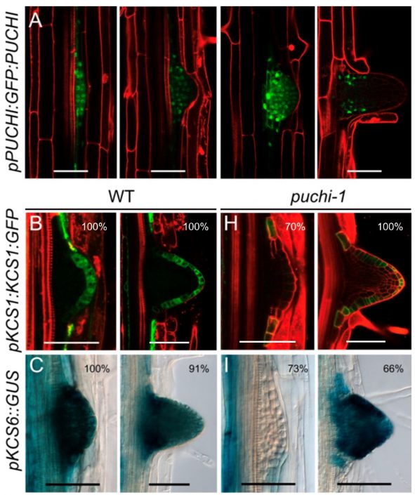Very long chain fatty acids (VLCFA) are involved in lateral root