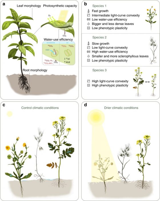 Plantae Functional Traits And Phenotypic Plasticity Modulate Species