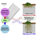 Modulated Roots Root system depth is shaped by EXOCYST70A3 via modulation of auxin ...