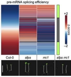 Plantae | In The Pale Red Light: Control Of Pre-mRNA Splicing By RRC1 ...