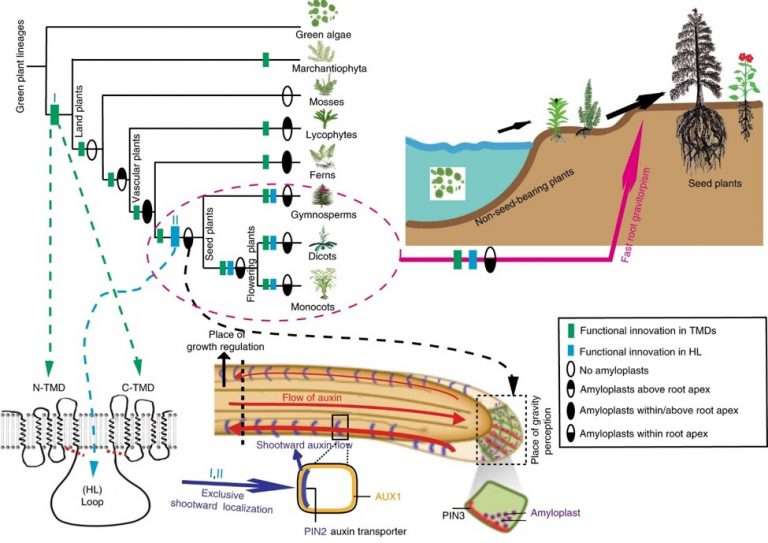 Plant Science Research Weekly: August 23rd | Plantae