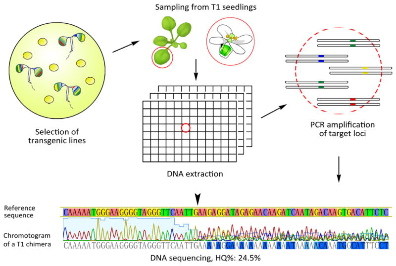 Plant Synthetic Biology Collection Metabolic Engineering Plantae