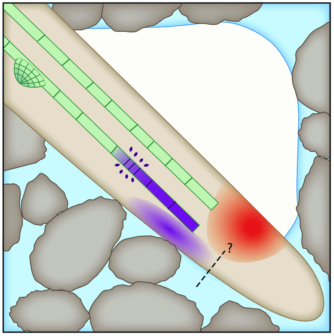 plant-science-research-weekly-august-23rd-plantae