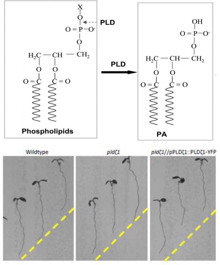 Plant Science Research Weekly: Sept. 13 | Plantae
