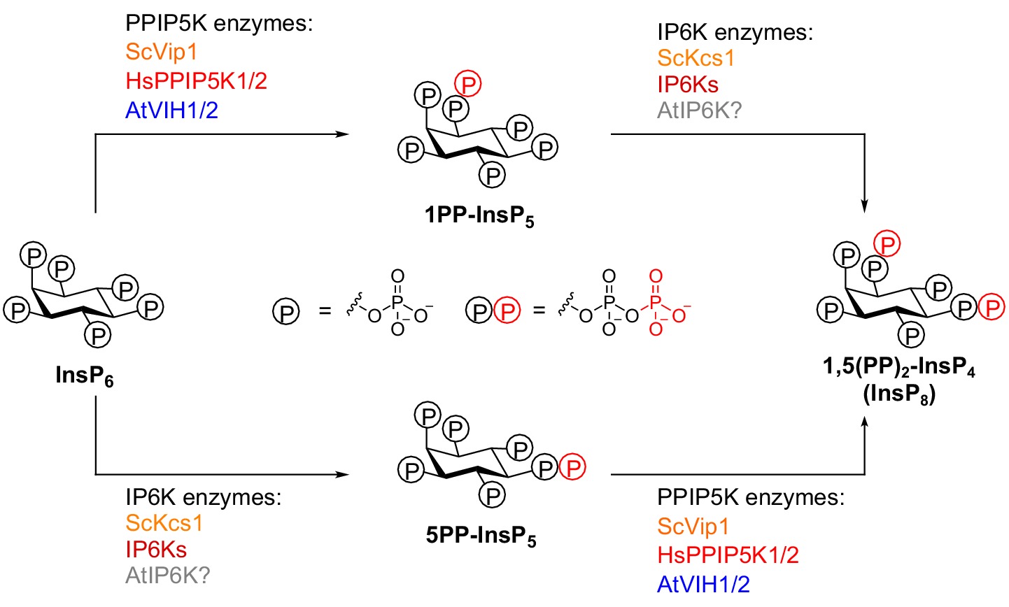 Two Bifunctional Inositol Pyrophosphate Kinases/phosphatases Control ...