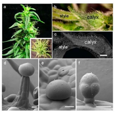 Marijuana Trichomes - Photos and Maturation Data - Pevgrow