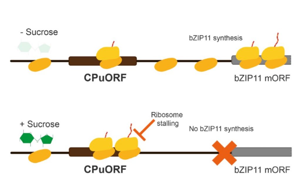 plantae-review-metabolite-control-of-translation-by-conserved