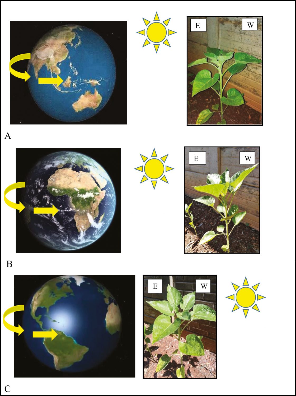 Challenging current interpretation of sunflower movements (J. Exp. Bot