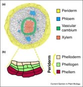 Plant Science Research Weekly: October 25th | Plantae