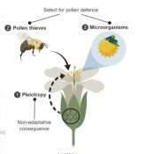 Plant Science Research Weekly: October 25th | Plantae