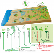 Genomes of subaerial Zygnematophyceae provide insights into land plant ...