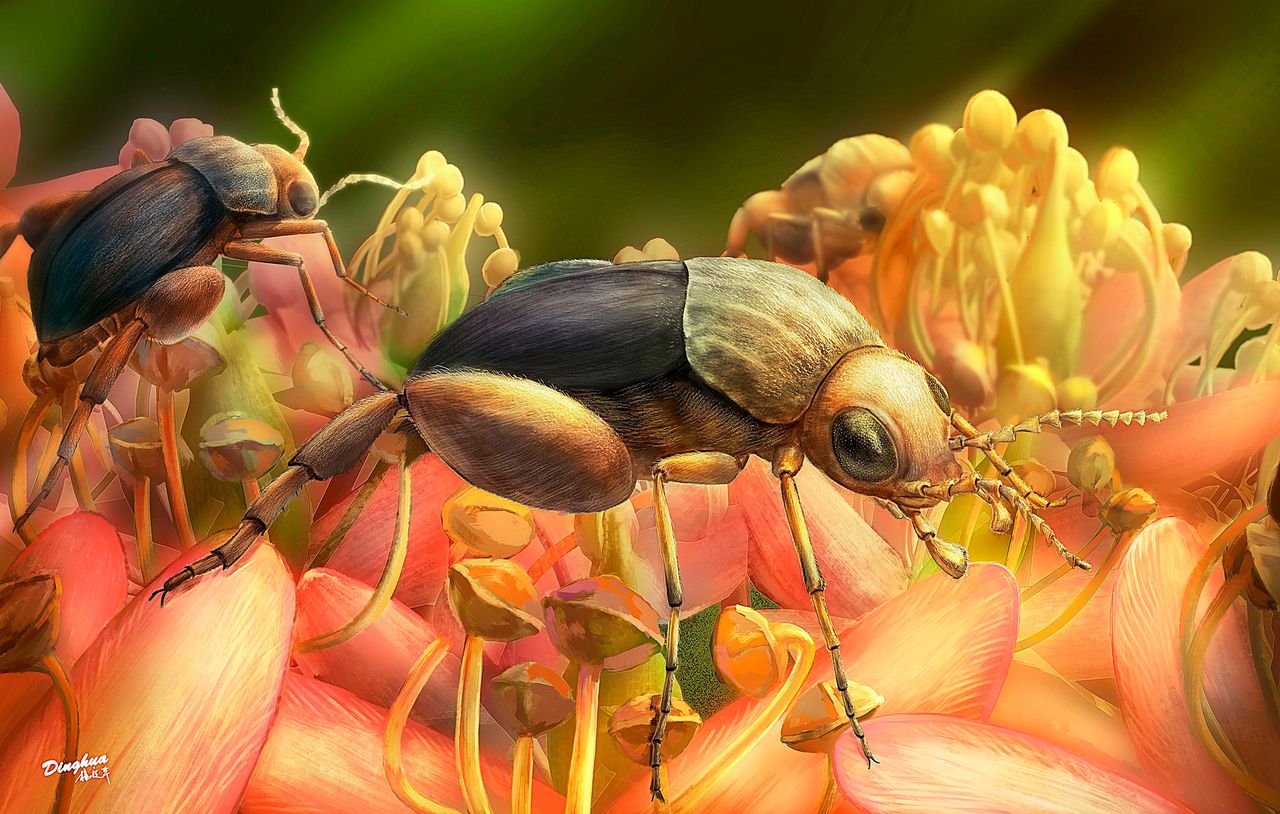 Pollination of Cretaceous flowers (PNAS) Plantae