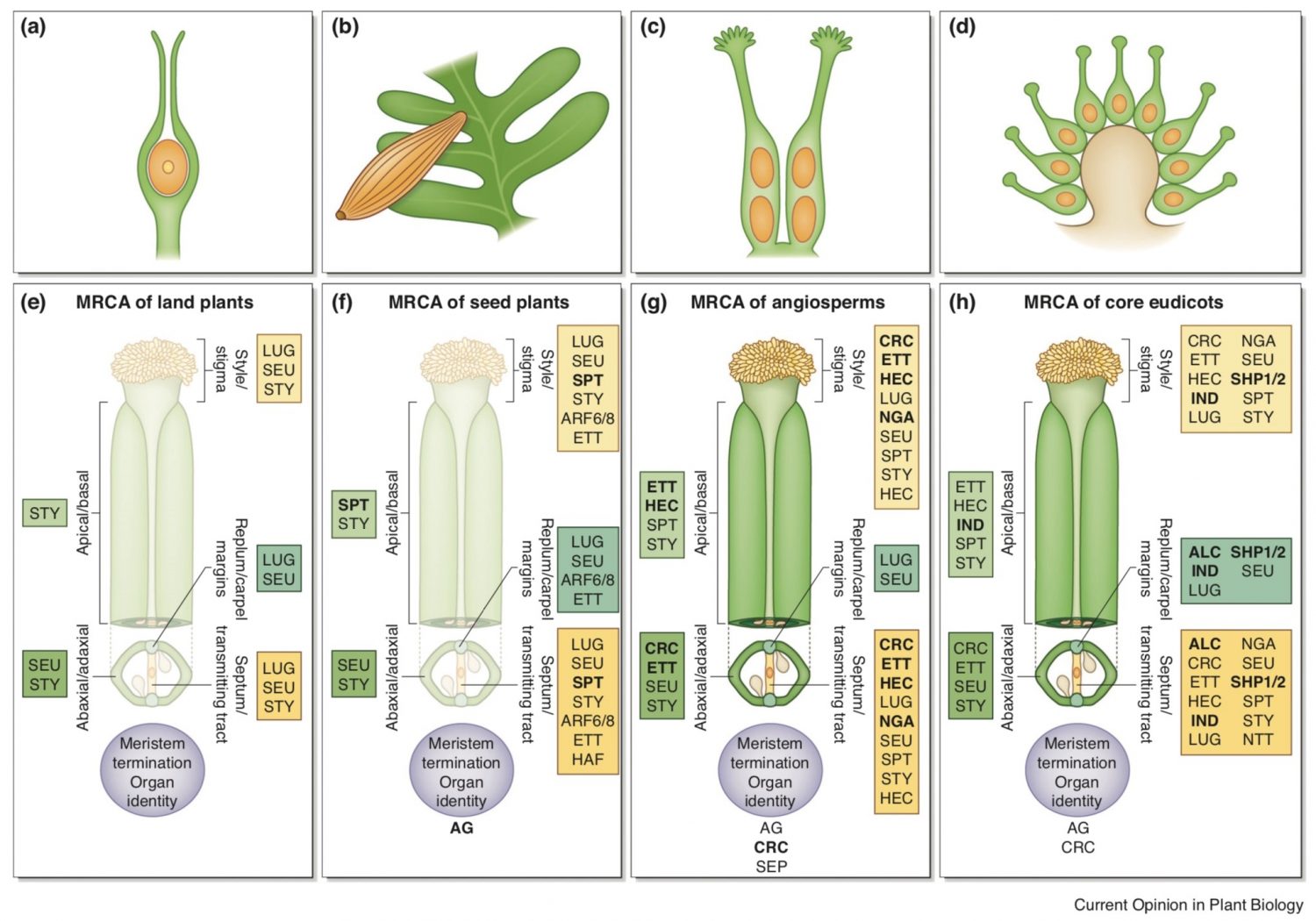 plantae-review-an-evolutionary-history-of-genes-controlling-carpel