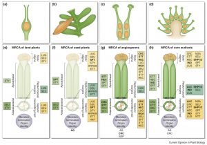 plant carpel