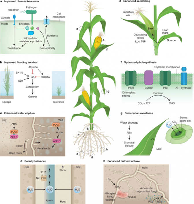 Review: Genetic Strategies For Improving Crop Yields (Nature) | Plantae