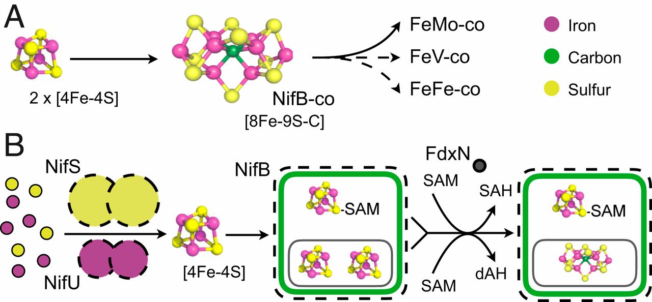 Plantae Biosynthesis of the nitrogenase activesite cofactor