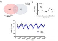 Global transcriptome analysis reveals circadian control of splicing ...