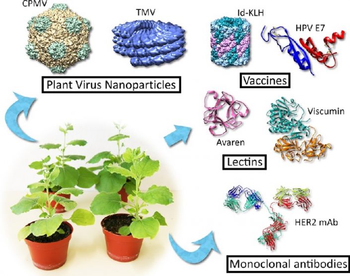 current research in plant biotechnology