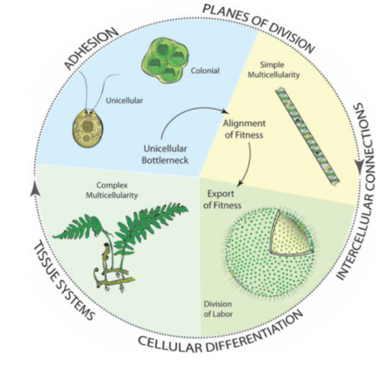 Plantae Review The many roads to (and from) multicellularity (J. Exp