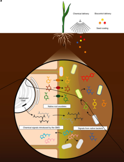 nitrogen fixation diagram