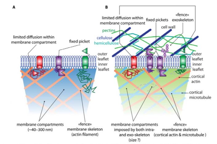 Plant Science Research Weekly: January 3rd | Plantae