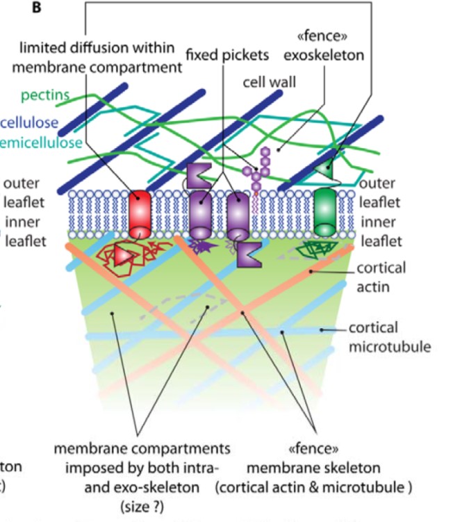 Plant Science Research Weekly: January 3rd | Plantae